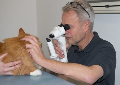 Augenuntersuchung Katze